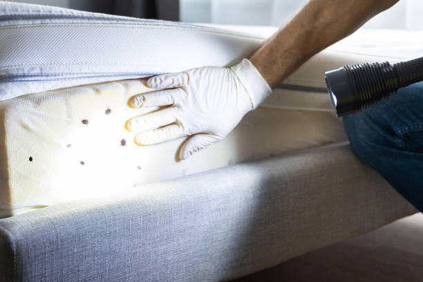Best Local Pest Control Services  in Glen Carbon, IL