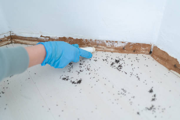 Best Wasp Removal Services  in Glen Carbon, IL